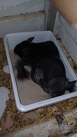 Coppia 2 anni cincilla