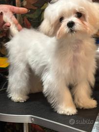 Maltese coreano maschio