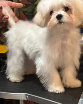 Maltese coreano maschio