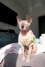 Sphynx maschio per accoppiamento - Amon
