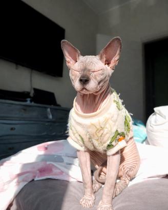 Sphynx maschio per accoppiamento - Amon