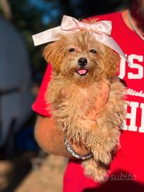 Chanel cucciola maltipoo mini