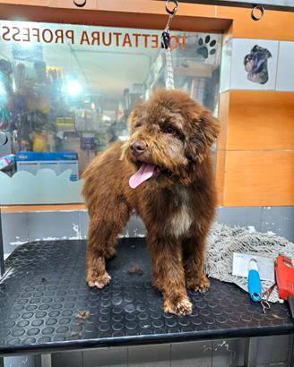 Lagotto Romagnolo