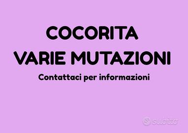 Cocorita varie mutazioni