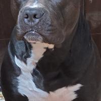 Pitbull