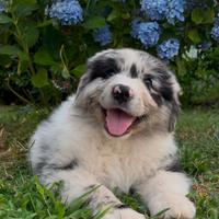 Cucciolo di Pastore Australiano