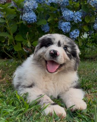 Cucciolo di Pastore Australiano