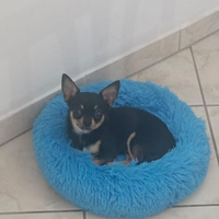 Chihuahua Toy pelo corto maschio per monta