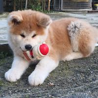 Cucciola Akita Inu