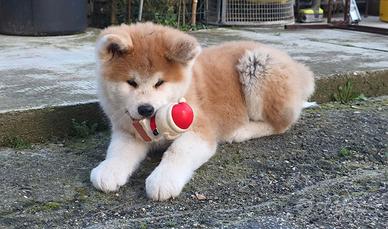Cucciola Akita Inu