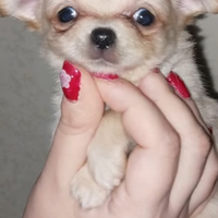 Chihuahua femmina enci