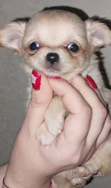 Chihuahua femmina enci