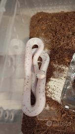 Serpenti del grano , pantherophis guttatus