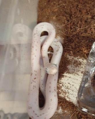 Serpenti del grano , pantherophis guttatus
