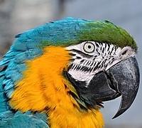 Ararauna allevati a mano