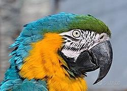 Ararauna allevati a mano