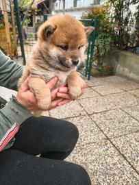 Shiba Inu
