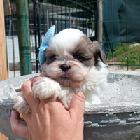 Shih tzu di piccola taglia