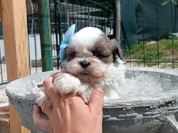 Shih tzu di piccola taglia