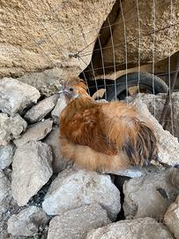 Gallo moroseta
