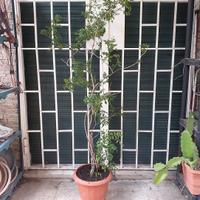 Pianta di Bignonia fiore arancio