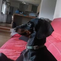 Bassotto kaninken per monta