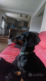 Bassotto kaninken per monta