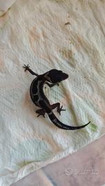 Geco Leopardino selezioni TOP
