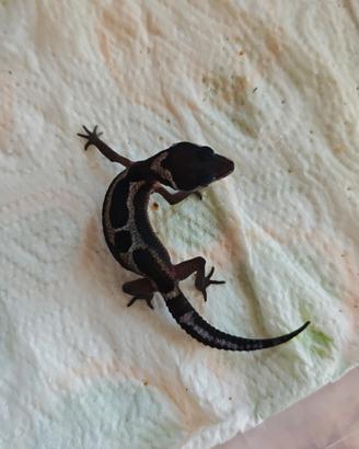 Geco Leopardino selezioni TOP