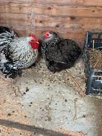 Coppia Di Cocincine Nane