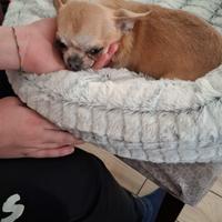 Cane chihuahua