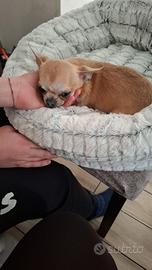 Cane chihuahua