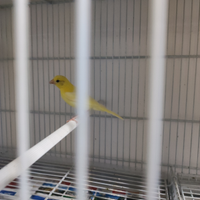 Canarini spagnoli 2025 novelli