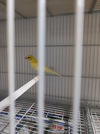 Canarini spagnoli 2025 novelli