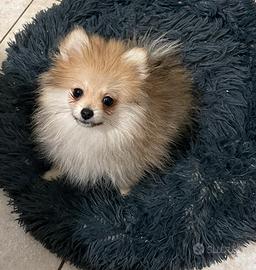 Pomerania/Spitz nano taglia Xsmall