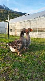 Oche di Tolosa industriale