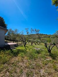 Terreno coltivato - cultivated land
