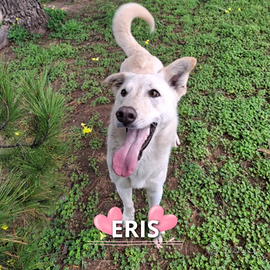 Eris: cucciola vivace, intelligente e curiosa