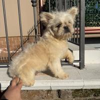 Bulldog francese