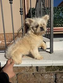 Bulldog francese