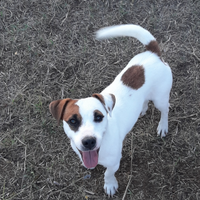 Maschio di Jack russell terrier con pedigree enci