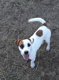 Maschio di Jack russell terrier con pedigree enci