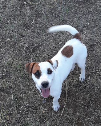 Maschio di Jack russell terrier con pedigree enci