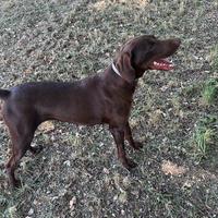 Bracco pointer da tartufi