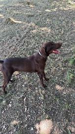 Bracco pointer da tartufi