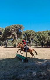 Pony da salto