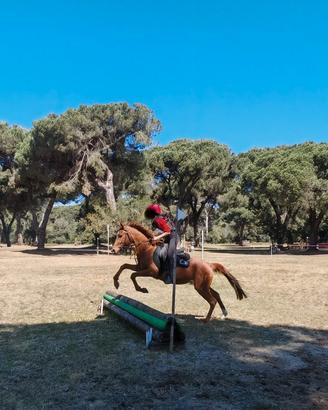 Pony da salto