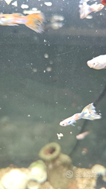 Pesci + intero acquario grande