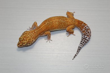Geco leopardino