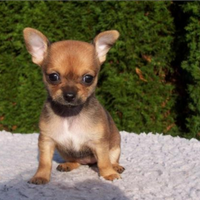 Chihuahua